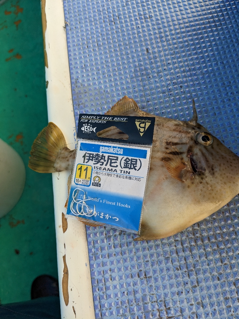 新年初釣行･初魚種ゲット( *´艸`)