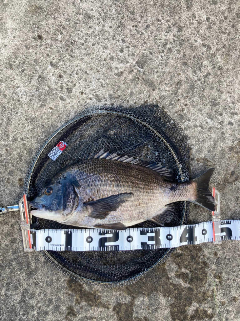 今朝は極寒いなか魚の活性たかいです