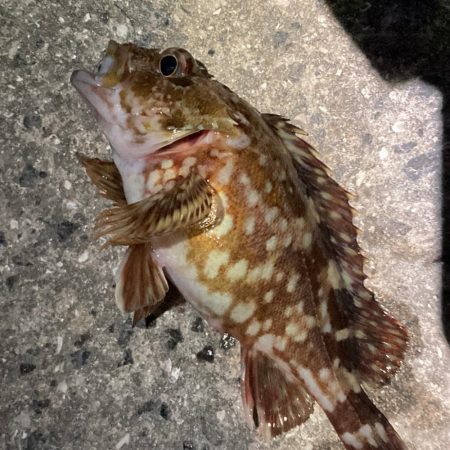 新年初小物釣り！