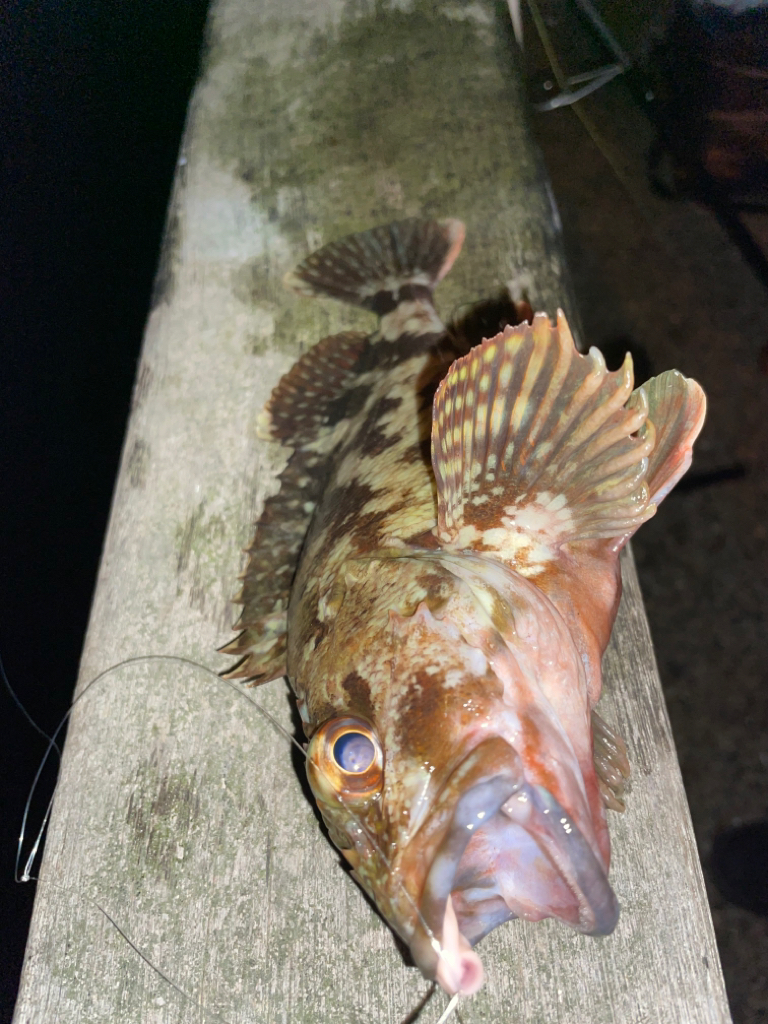 初釣り短時間釣行