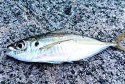 アジ釣り