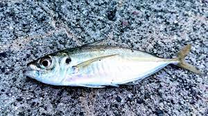 アジ釣り