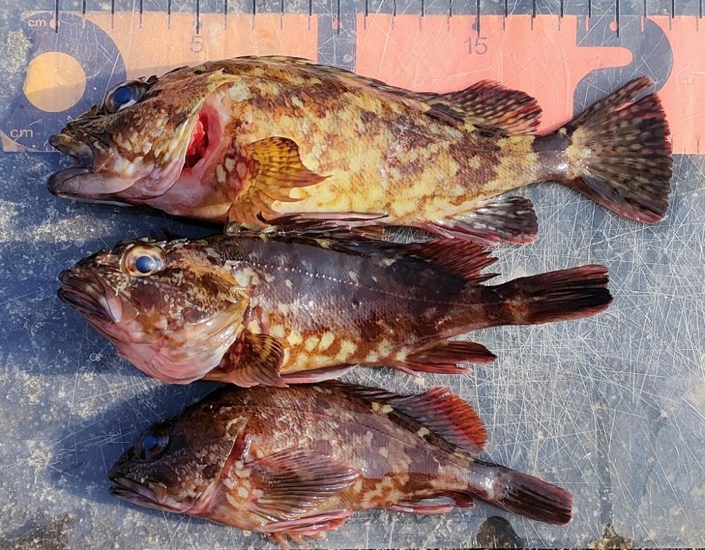 エビ撒き釣りでメバルとガシラ