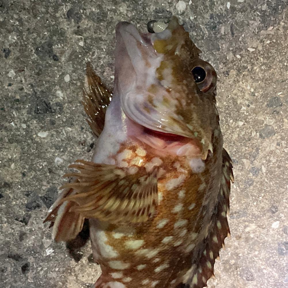 新年初小物釣り！