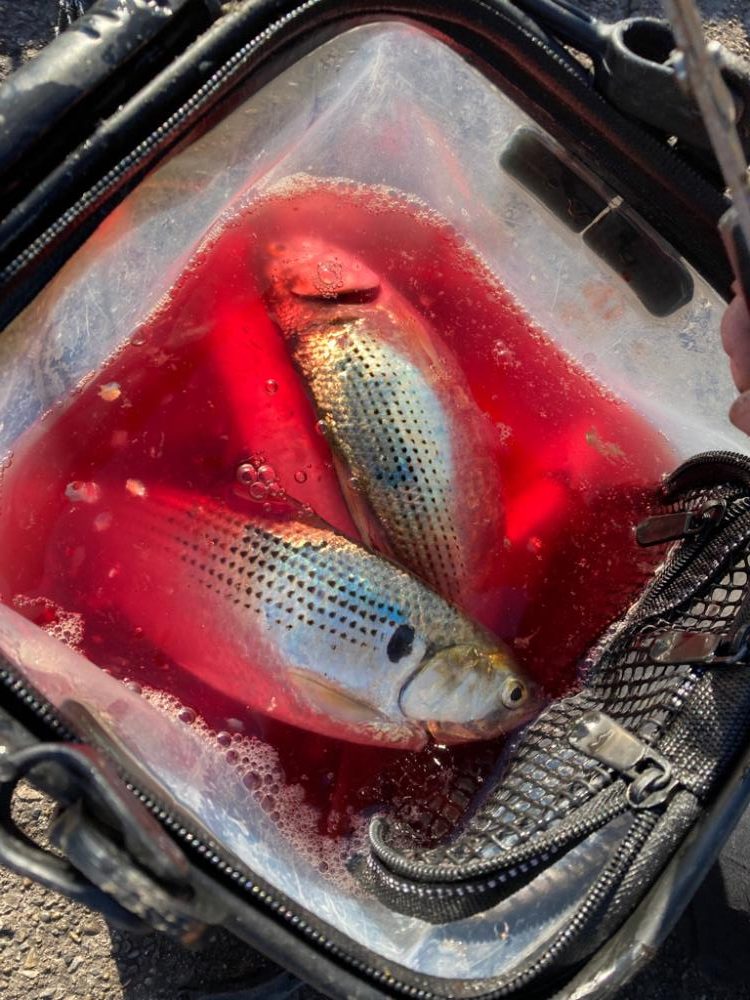 昼から釣りー