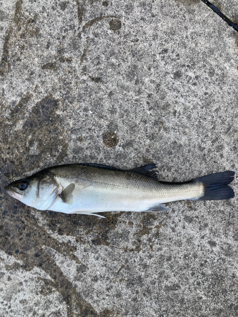 今朝は極寒いなか魚の活性たかいです