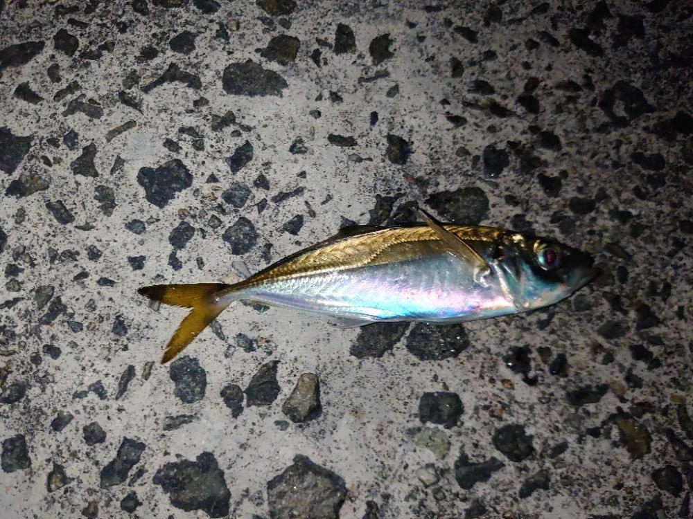 釣り初め🎣