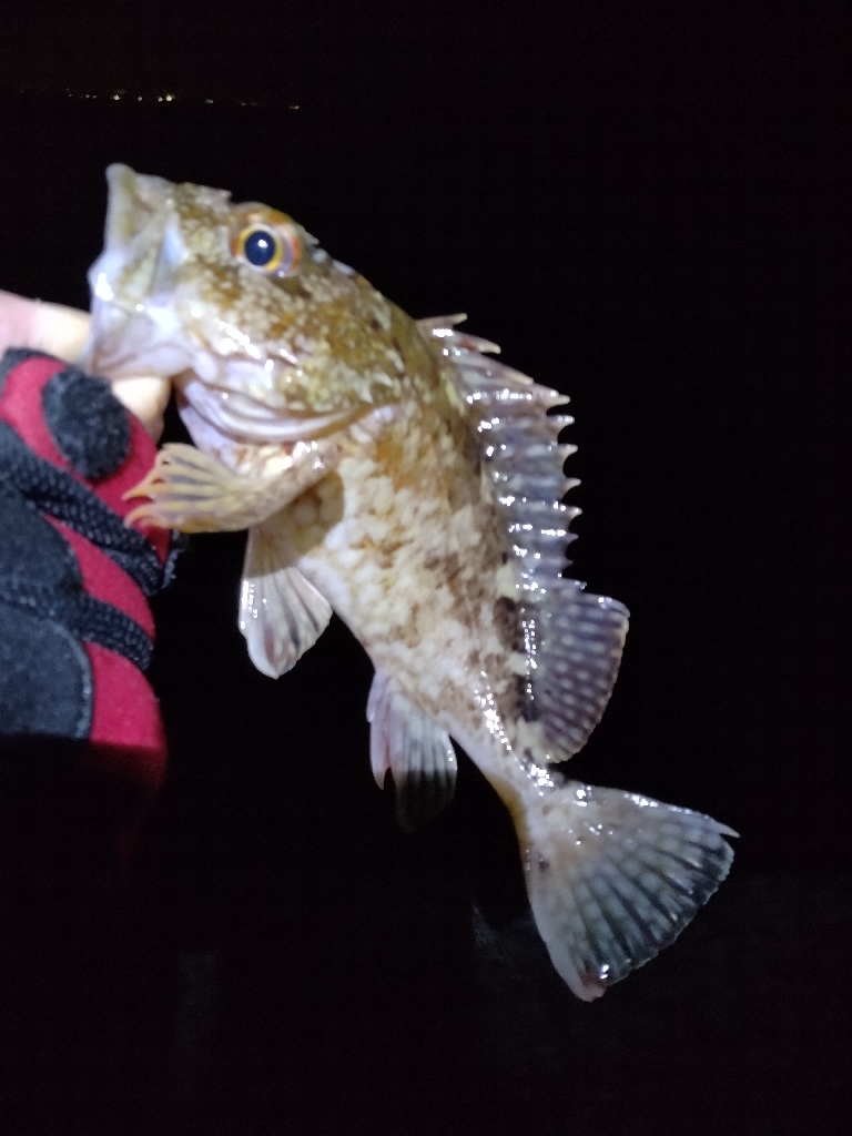 釣り始め