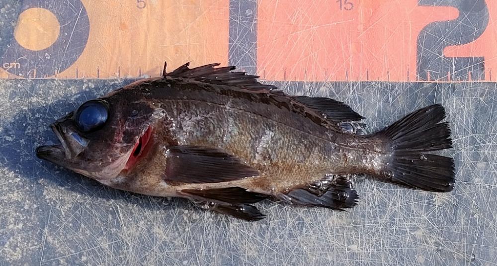 エビ撒き釣りでメバルとガシラ