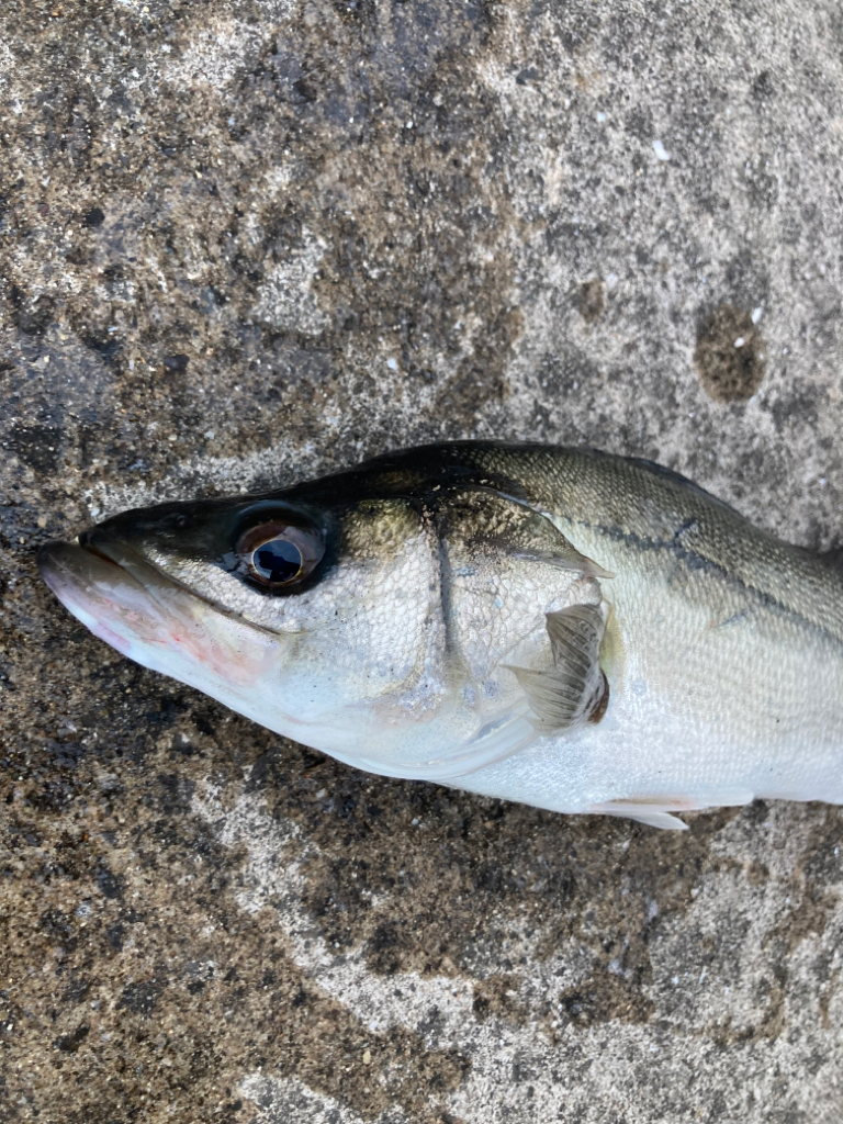 今朝は極寒いなか魚の活性たかいです