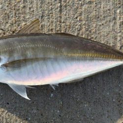 アジ釣り