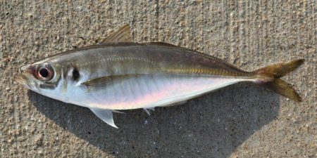 アジ釣り