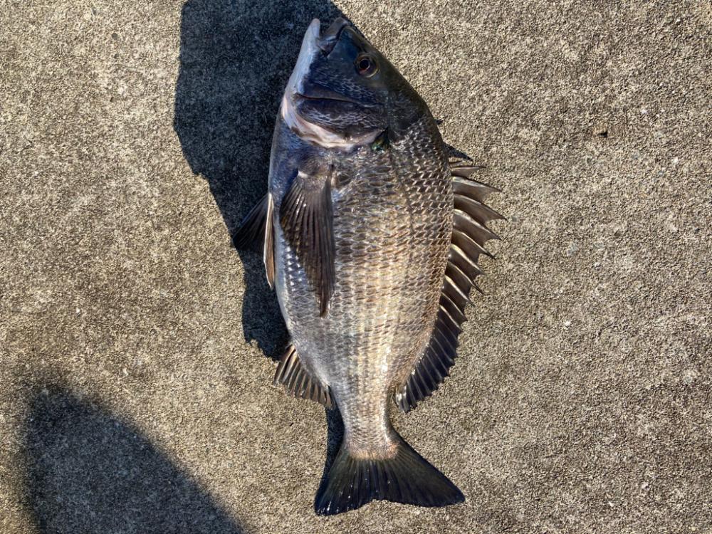 今朝は極寒いなか魚の活性たかいです