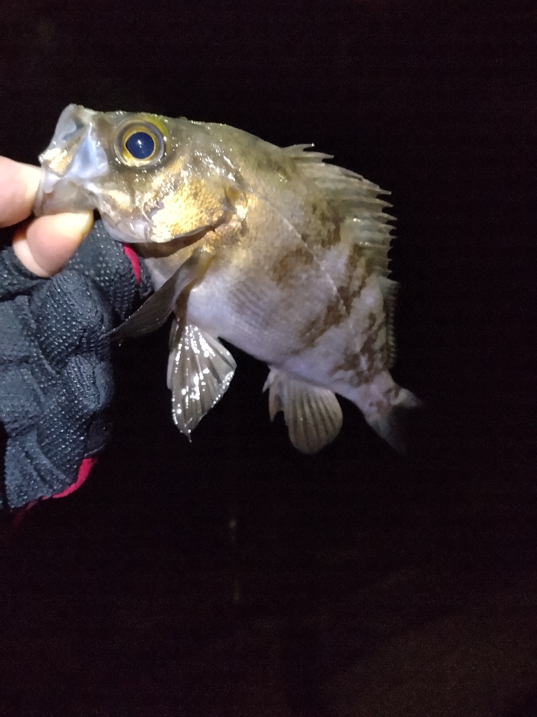 ここしか釣れん。