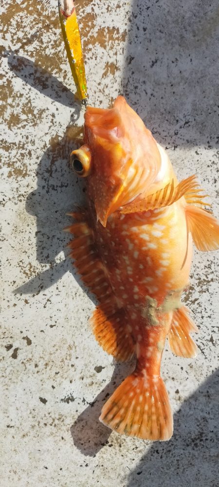 チカメキントキ高活性