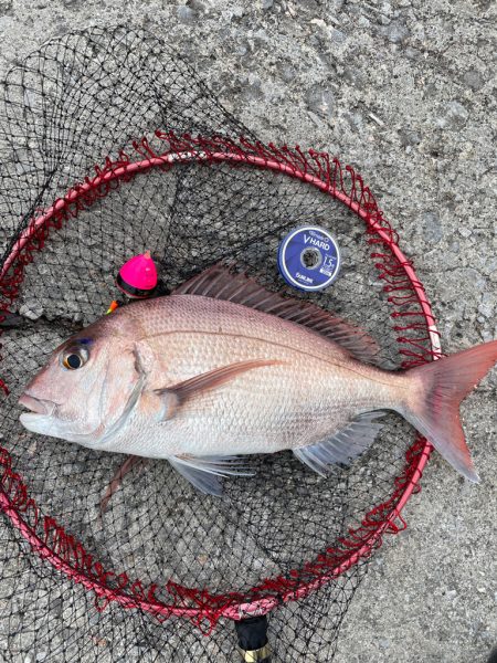 津久見で感グレ釣り⁉️