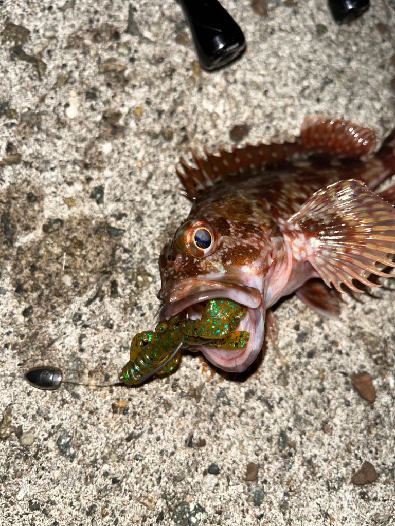 アコウが釣りたい