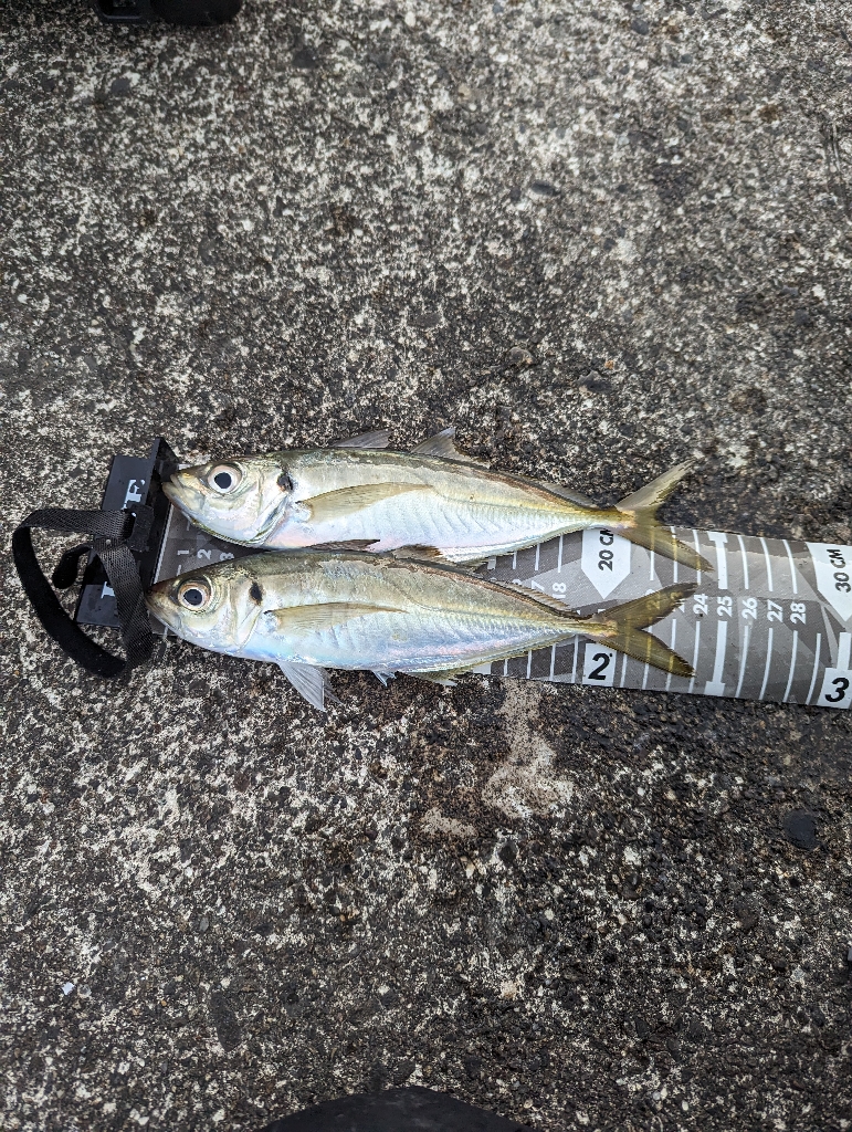 陸っぱり釣行記