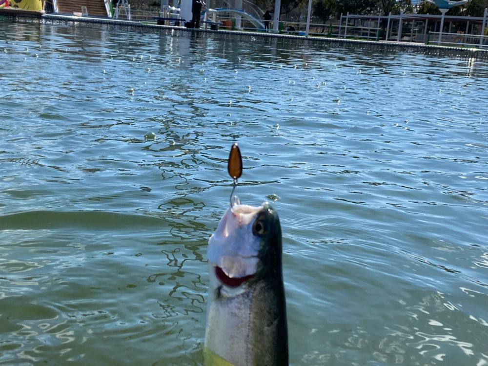 かめプーはよく釣れます。