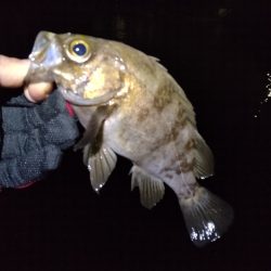 ここしか釣れん。