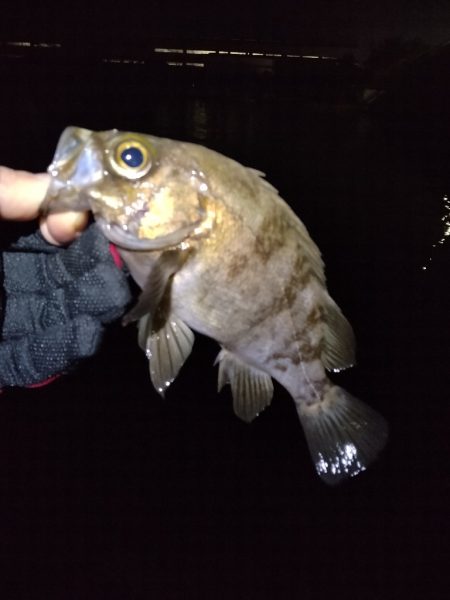 ここしか釣れん。