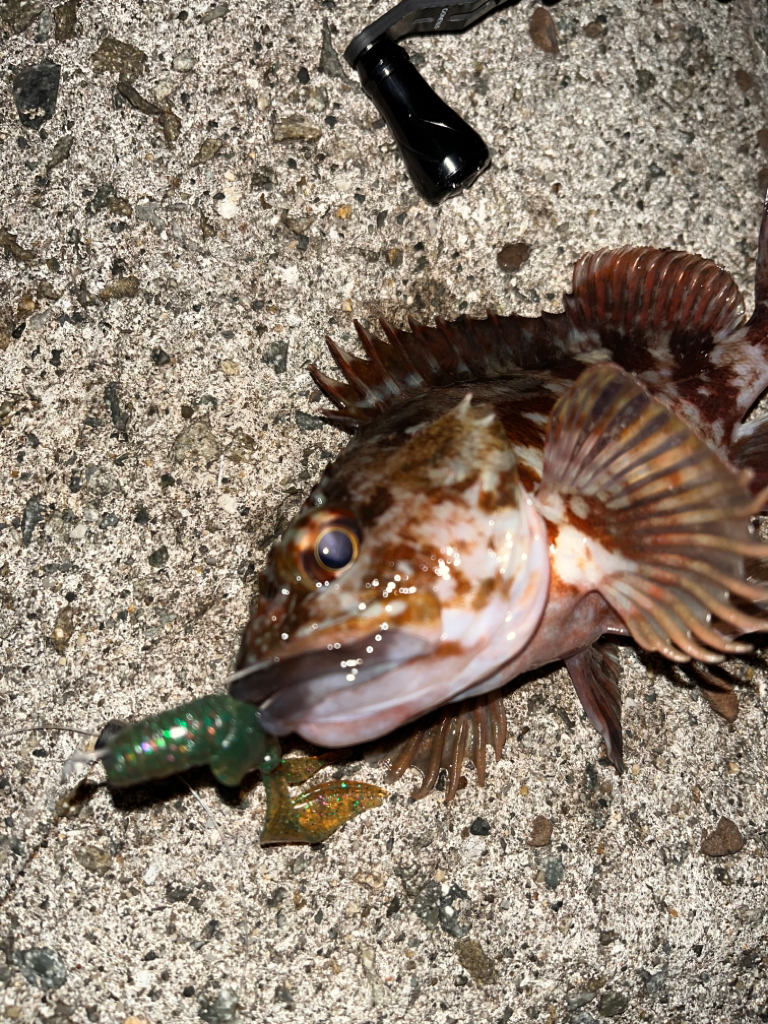 アコウが釣りたい