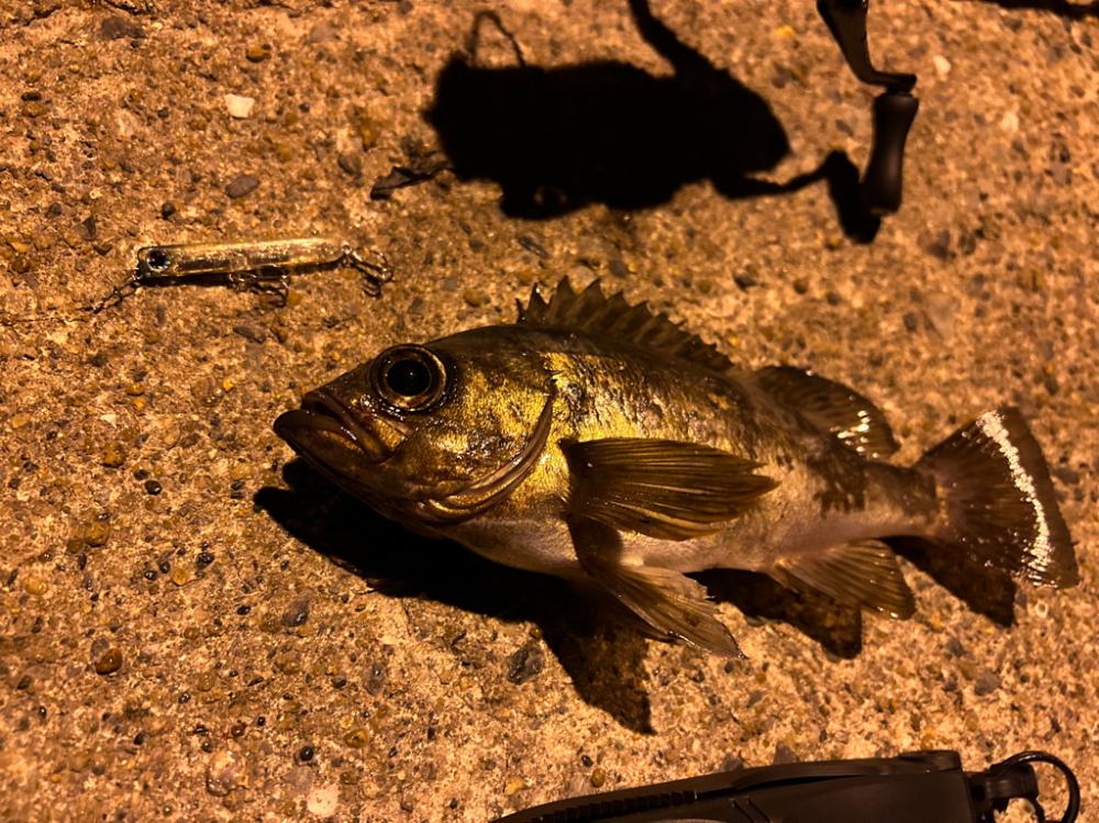 やっと満足度いく釣果