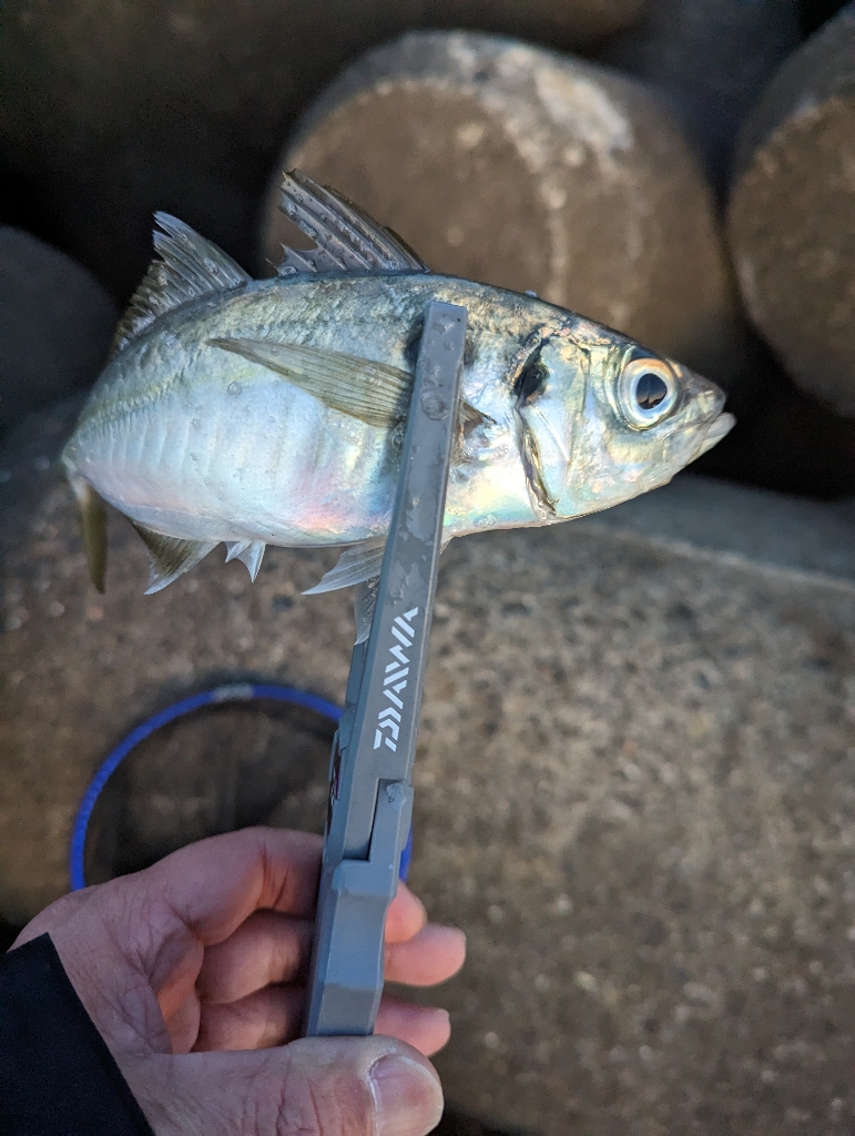 陸っぱり釣行記