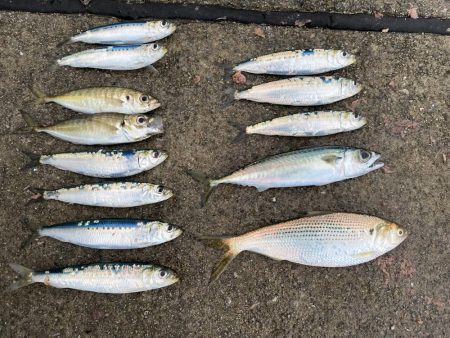 サビキ釣りで良型サイズのマイワシが大量に釣れる！！, 淡路島 生穂 サビキ サバ, 陸っぱり 釣り・魚釣り