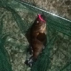 渋かった