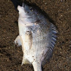 チニング　ボウズ続きからの釣果