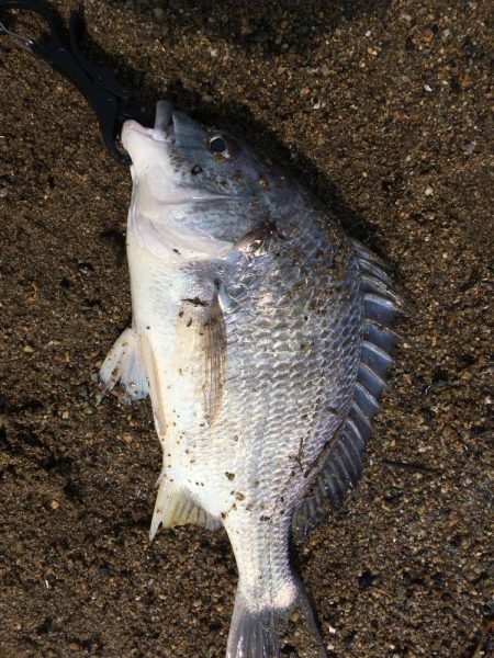 チニング　ボウズ続きからの釣果