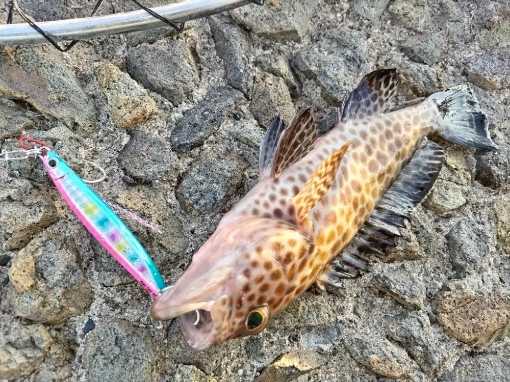 ちびオオモンハタ釣れました。