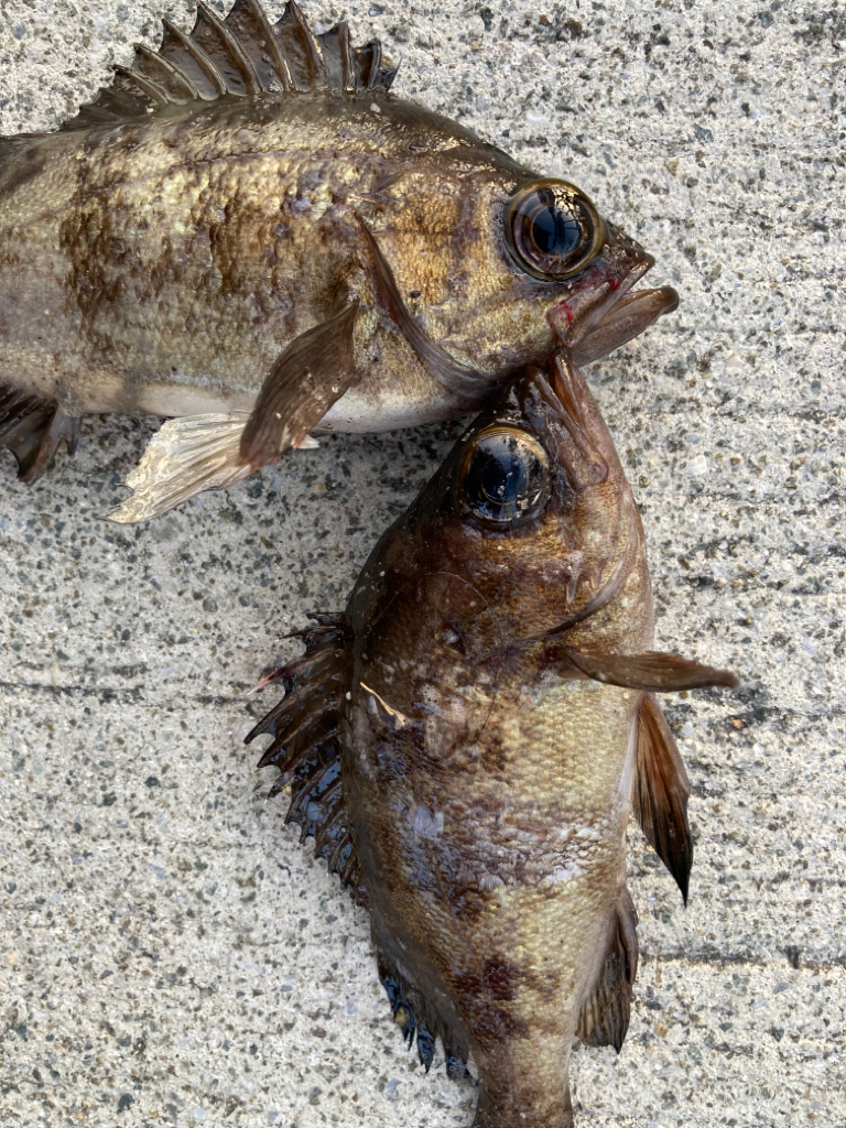 魚の活性が高くなってきました