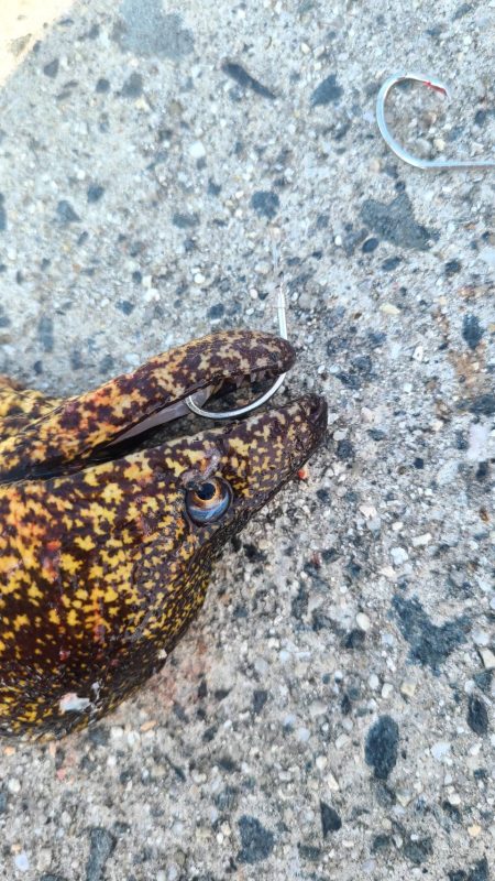 和歌山　御坊の堤防でウツボ釣り