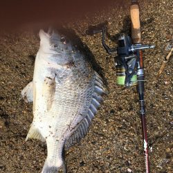 チニング　ボウズ続きからの釣果