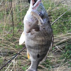 チニング　ボウズ続きからの釣果