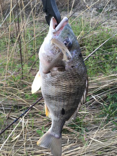 チニング　ボウズ続きからの釣果