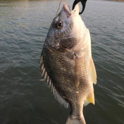 チニング　ボウズ続きからの釣果