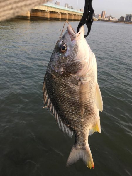 チニング　ボウズ続きからの釣果