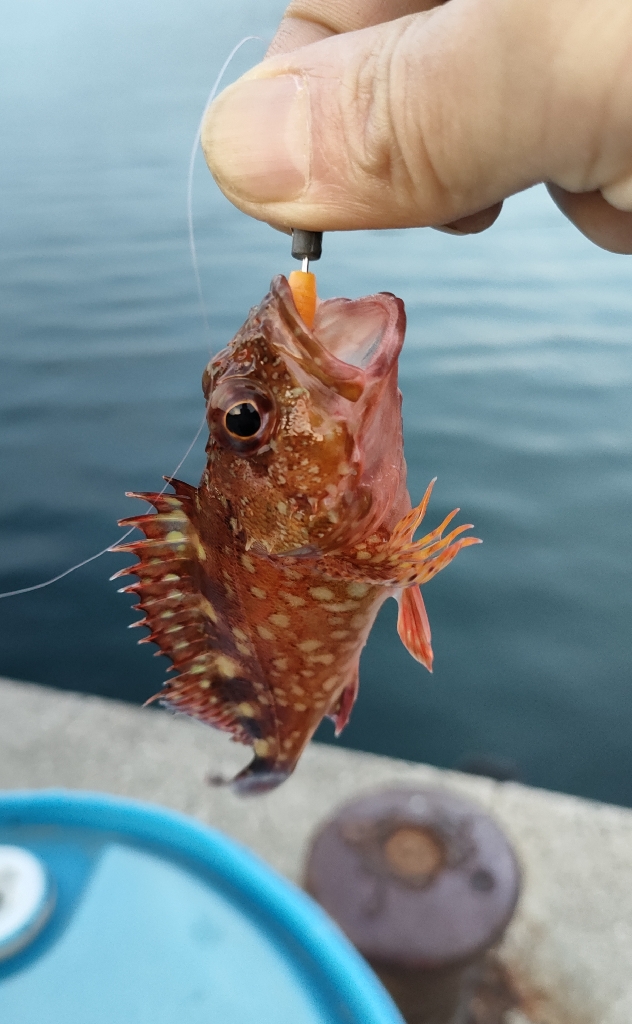 久しぶりの釣行は由良へ