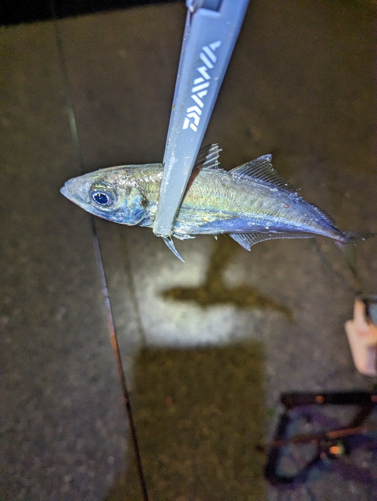 陸っぱり釣行記