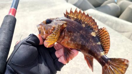 和歌山　御坊の堤防でウツボ釣り