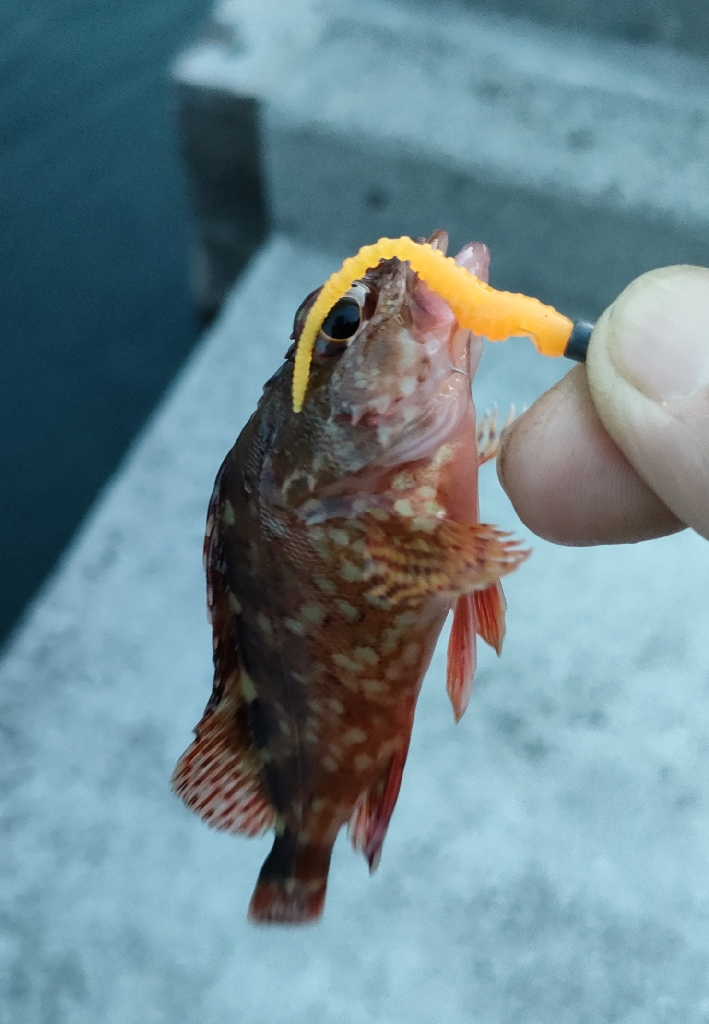 久しぶりの釣行は由良へ