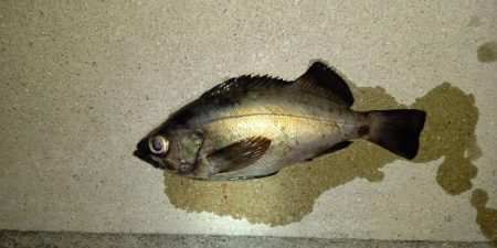 大型メバルが釣れない