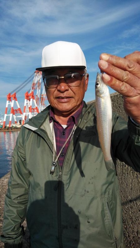 播磨新島のキス釣査