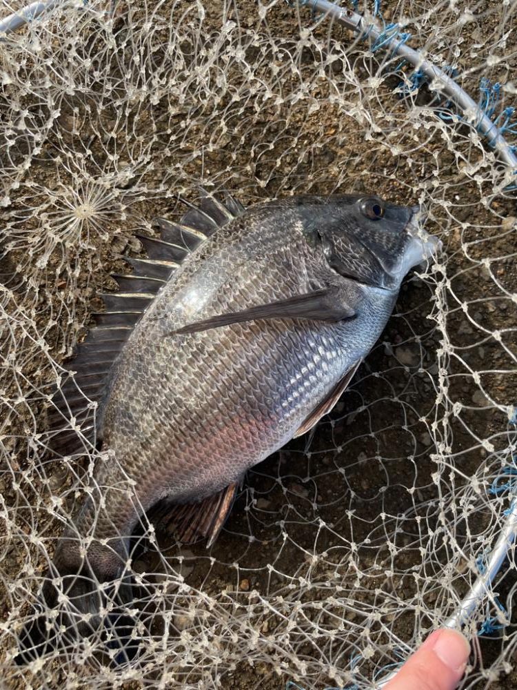 雨の後のヘチ釣り