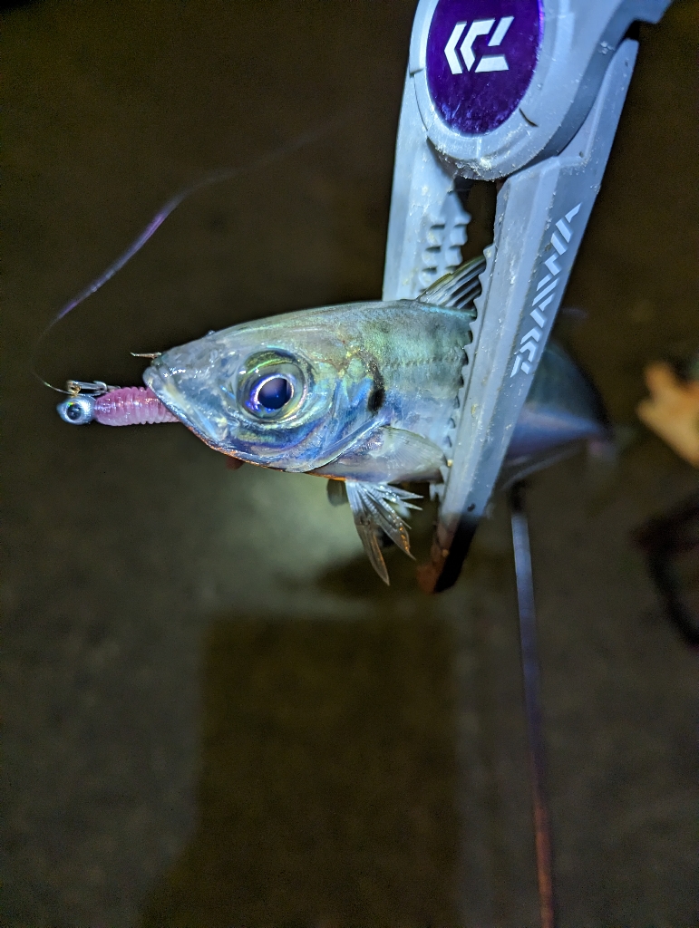 陸っぱり釣行記