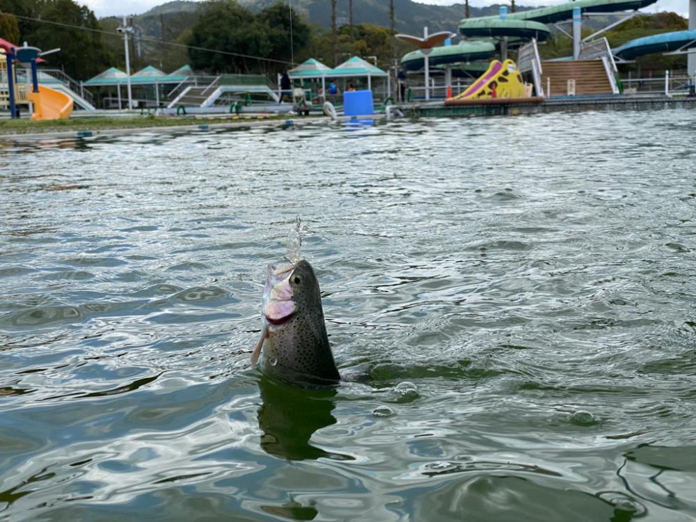 かめプー　放流多めでお祭り