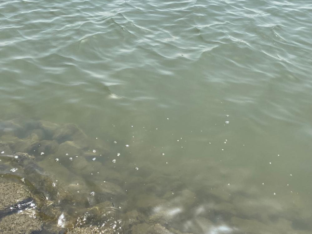 チニング  淀川の水が綺麗過ぎ